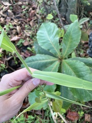 Urochloa mutica