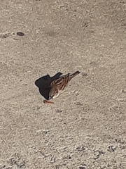 Passer domesticus