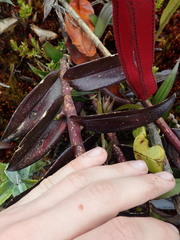 Epidendrum bangii