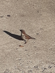 Passer domesticus