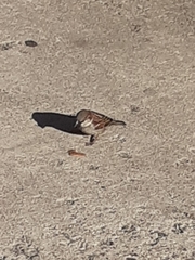 Passer domesticus