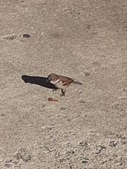 Passer domesticus