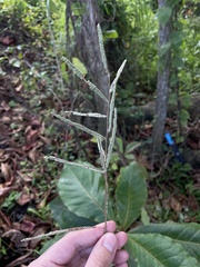 Paspalum virgatum