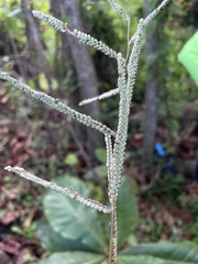 Paspalum virgatum