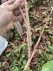 Paspalum virgatum