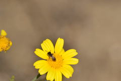 Halictus ligatus
