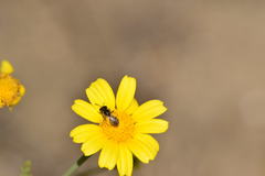 Halictus ligatus