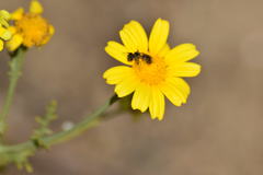 Halictus ligatus