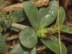 Blepharis maderaspatensis