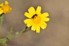 Halictus ligatus