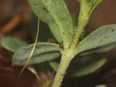 Blepharis maderaspatensis