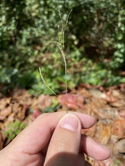 Eriochloa