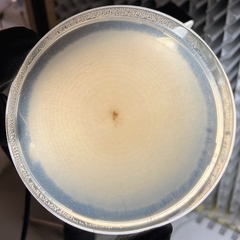 Aureobasidium pullulans