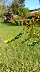 Gleditsia triacanthos