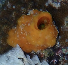 Siphonodictyon coralliphagum