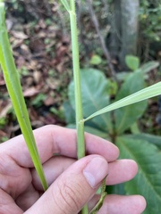 Urochloa mutica