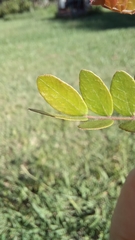 Gleditsia triacanthos