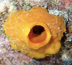 Siphonodictyon coralliphagum