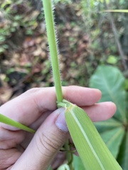 Urochloa mutica