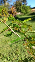 Gleditsia triacanthos