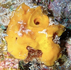 Siphonodictyon coralliphagum