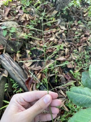 Urochloa mutica