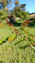 Gleditsia triacanthos
