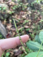 Urochloa mutica