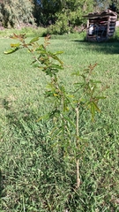 Gleditsia triacanthos