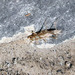 Brachyptera trifasciata - Photo (c) iris_und_julia_schlick-steiner, some rights reserved (CC BY-NC)