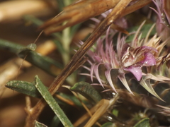 Lepidagathis trinervis