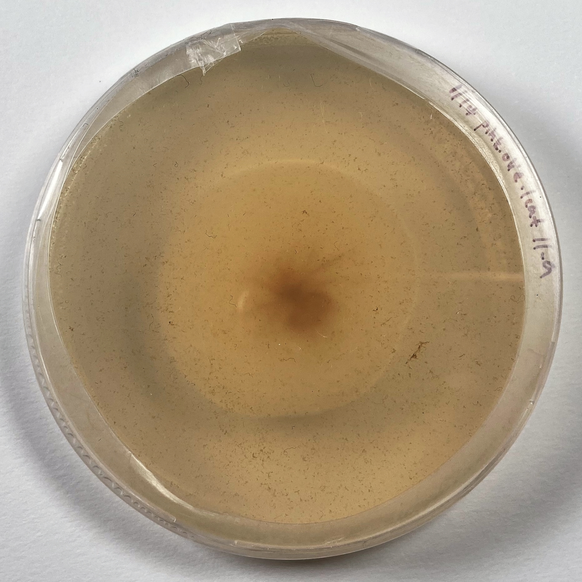 Aureobasidium pullulans (de Bary & Löwenthal) G.Arnaud