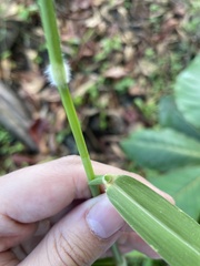 Urochloa mutica