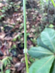 Urochloa mutica