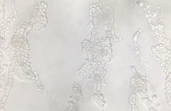 Aureobasidium pullulans