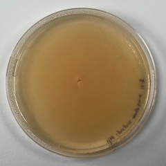 Aureobasidium pullulans