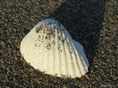 Anadara brasiliana