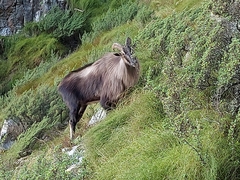 Himalayan Tahr photo 5