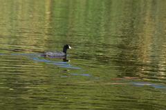 Fulica americana