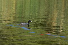 Fulica americana