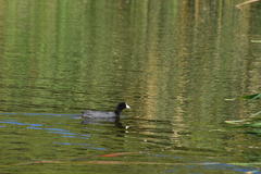 Fulica americana