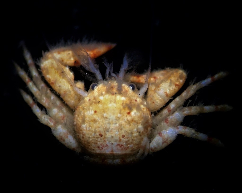 Pisidia magdalenensis