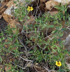 Helianthus californicus