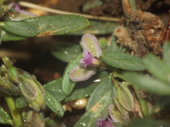Polygala erioptera