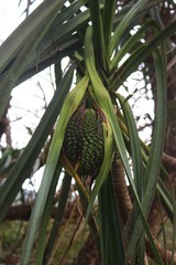 Pandanus furcatus