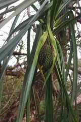 Pandanus furcatus
