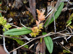 Oritrophium peruvianum