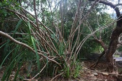 Pandanus furcatus