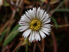 Oritrophium peruvianum