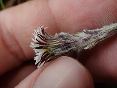 Oritrophium peruvianum